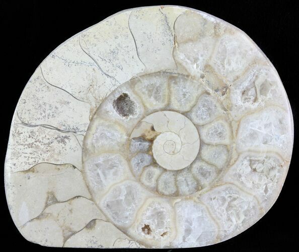 Cut and Polished Lower Jurassic Ammonite - England #62562